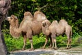 Mother and Calve Camel wildlife photography