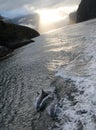 A MOTHER AND CALVES DOLPHIN POD SWIM AT SUNRISE IN MILFORD SOUND