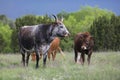 Mother and calves Texas Longhorns Royalty Free Stock Photo