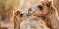 Mother Camel Nuzzling Her Young Calf