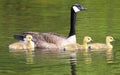 Mother Canada Goose and Babies swimming on the lake Royalty Free Stock Photo