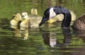 Mother Canada Goose and Babies swimming on the lake with nice reflections and green foreground Royalty Free Stock Photo