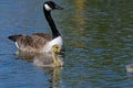 Mother Canada goose with goslings. Royalty Free Stock Photo