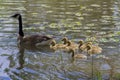 Mother Canada Goose and Goslings Royalty Free Stock Photo