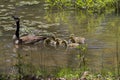 Mother Canada Goose and Goslings Royalty Free Stock Photo