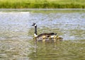 Mother Goose Swims With Goslings Royalty Free Stock Photo