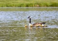 Mother Goose Swims With Goslings Royalty Free Stock Photo