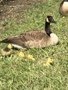 Mother Canada Goose and Tiny Yellow Fluffy Gosling Baby Chicks Royalty Free Stock Photo