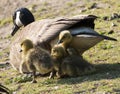 Mother Canadian Goose with her goslings in a park Royalty Free Stock Photo