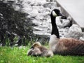 Mother Canadian Goose Royalty Free Stock Photo