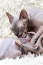 Mother Canadian Sphynx Cat carefully licks kitten with her tongue while feeding little cat with breast milk Royalty Free Stock Photo