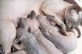 Mother Canadian Sphynx cat lies, breastfeeding four hairless kittens Royalty Free Stock Photo