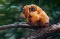 Mother carrying Baby Golden Lion Tamarin on the back Royalty Free Stock Photo