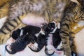 Mother cat and baby cats. Domestic cat female protecting her five 1 day old kittens in a cardboard box. Small newborn cat babies Royalty Free Stock Photo