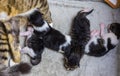 Mother cat and baby cats. Domestic cat female protecting her five 1 day old kittens in a cardboard box. Small newborn cat babies Royalty Free Stock Photo