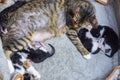 Mother cat and baby cats. Domestic cat female protecting her five 1 day old kittens in a cardboard box. Small newborn cat babies Royalty Free Stock Photo