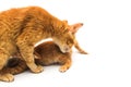 A mother cat is bathing her yellow kitten by licking her whole body isolated on white background Royalty Free Stock Photo