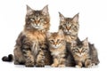 Mother Cat and Kitties. Isolate on white background.