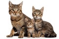 Mother Cat and Kitties. Isolate on white background.