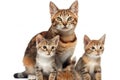 Mother Cat and Kitties. Isolate on white background.