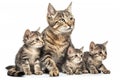 Mother Cat and Kitties. Isolate on white background.
