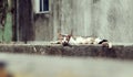 Mother cat breast full of milk scrawny lay down on wall