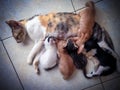 Mother Cat Breastfeeding Her Five Adorable Kittens Kittens Royalty Free Stock Photo