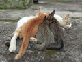 mother cat breastfeeding her kittens Royalty Free Stock Photo