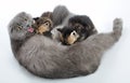 Mother cat breastfeeding her kittens Royalty Free Stock Photo