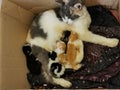 Mother cat breastfeeding her kittens in the box. Royalty Free Stock Photo