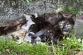 Mother cat reastfeeding kittens Royalty Free Stock Photo