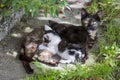 Mother cat reastfeeding kittens Royalty Free Stock Photo