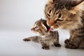 Mother cat cares of her 20 days old kitten Royalty Free Stock Photo