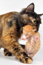 Mother cat carrying newborn kitten