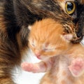 Mother cat carrying newborn kitten