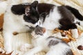 Mother cat cleaning her baby kitty in fall decorations on comfy blanket in room. Motherhood. Autumn cozy mood. Cute cat grooming