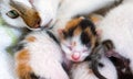 Mother Cat and 3 Days Old Kitties Royalty Free Stock Photo