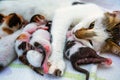 Mother Cat and 3 Days Old Kitties Royalty Free Stock Photo