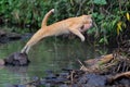A mother cat is evacuating its baby to a safer place by jumping over a creek. Royalty Free Stock Photo
