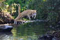 A mother cat is evacuating its baby to a safer place by jumping over a creek. Royalty Free Stock Photo