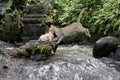 A mother cat is evacuating its baby to a safer place by jumping over a creek. Royalty Free Stock Photo