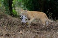 A mother cat is evacuating its baby to a safer place.