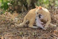 A mother cat is evacuating its baby to a safer place.