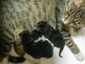 Mother cat fed the three kittens. Royalty Free Stock Photo