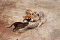 The mother cat is feeding all 4 kittens on the concrete floor Royalty Free Stock Photo