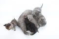 Mother cat feeding her four kittens Royalty Free Stock Photo