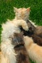 Mother cat feeding her kittens Royalty Free Stock Photo