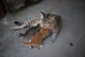 Mother cat feeding her kittens Royalty Free Stock Photo