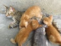 A mother cat is feeding her kittens. Pets, animal instincts, animal rights, animal welfare.