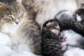 Mom cat  taking care of her little baby kittens Royalty Free Stock Photo